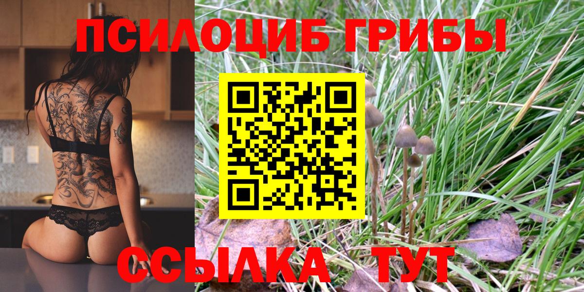 Ачхой-Мартан  Псилоцибиновые грибы Psilocybine cubensis  Вход с VPN 